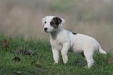 JACK RUSSEL 285